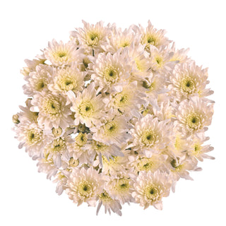 White Natural Pompom Cushion White flowers - fresh-cut flowers by Bloomingmore - ideal for weddings and floral events