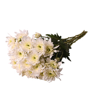White Natural Pompom Cushion White flowers - fresh-cut flowers by Bloomingmore - ideal for weddings and floral events
