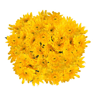 Yellow Natural Pompom Cushion Yellow flowers - fresh-cut flowers by Bloomingmore - ideal for weddings and floral events