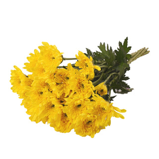 Yellow Natural Pompom Cushion Yellow flowers - fresh-cut flowers by Bloomingmore - ideal for weddings and floral events