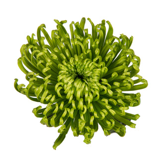 Green Natural Anastasia Spider Mums Green flowers - fresh-cut flowers by Bloomingmore - ideal for weddings and floral events