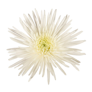 White Natural Anastasia Spider Mums White flowers - fresh-cut flowers by Bloomingmore - ideal for weddings and floral events