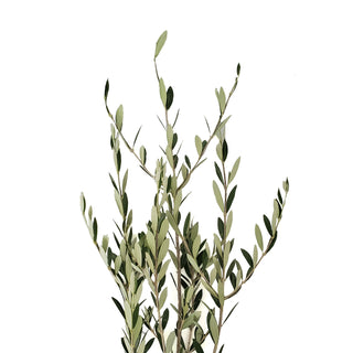 Olive Branch - 150 Stems Green flowers - fresh-cut flowers by Bloomingmore - ideal for weddings and floral events