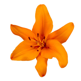 Orange LA Hybrid Lilies Orange flowers - fresh-cut flowers by Bloomingmore - ideal for weddings and floral events