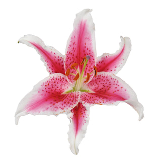 Hot Pink Oriental Lilies Pink flowers - fresh-cut flowers by Bloomingmore - ideal for weddings and floral events