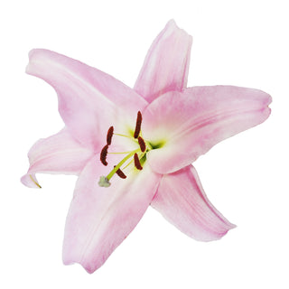 Pink O.T. Lilies Pink flowers - fresh-cut flowers by Bloomingmore - ideal for weddings and floral events