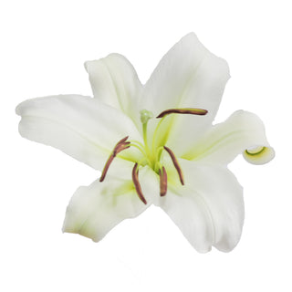White - O.T. Lilies - Pack 30 White flowers - fresh-cut flowers by Bloomingmore - ideal for weddings and floral events