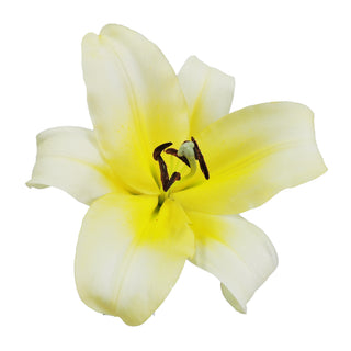 Yellow - O.T. Lilies Yellow flowers - fresh-cut flowers by Bloomingmore - ideal for weddings and floral events