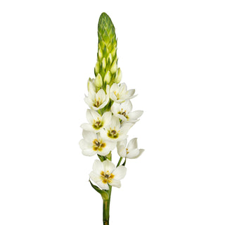 Ornithogalum White flowers - fresh-cut flowers by Bloomingmore - ideal for weddings and floral events