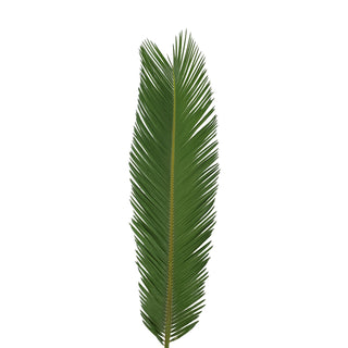 Jr. Sago Palm 24  to 30 in. - 150 Stems Green flowers - fresh-cut flowers by Bloomingmore - ideal for weddings and floral events