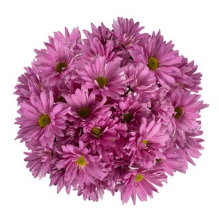 Pink Pompom Daisies Pink flowers - fresh-cut flowers by Bloomingmore - ideal for weddings and floral events