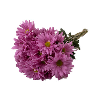 Pink Pompom Daisies Pink flowers - fresh-cut flowers by Bloomingmore - ideal for weddings and floral events