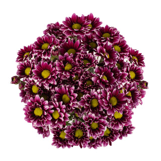 Purple Pompom Daisies Purple flowers - fresh-cut flowers by Bloomingmore - ideal for weddings and floral events