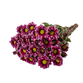Purple Pompom Daisies Purple flowers - fresh-cut flowers by Bloomingmore - ideal for weddings and floral events