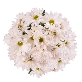 White Pompom Daisies White flowers - fresh-cut flowers by Bloomingmore - ideal for weddings and floral events