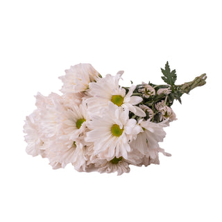 White Pompom Daisies White flowers - fresh-cut flowers by Bloomingmore - ideal for weddings and floral events