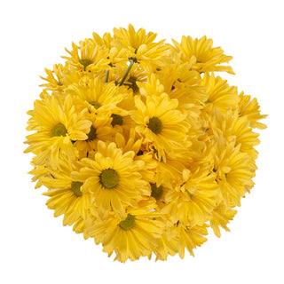 Yellow Pompom Daisies Yellow flowers - fresh-cut flowers by Bloomingmore - ideal for weddings and floral events