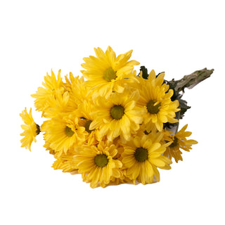 Yellow Pompom Daisies Yellow flowers - fresh-cut flowers by Bloomingmore - ideal for weddings and floral events