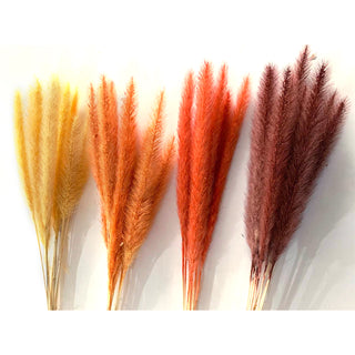 Pennisetum Fall Colors Green flowers - fresh-cut flowers by Bloomingmore - ideal for weddings and floral events