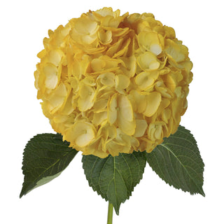 Fall Yellow Painted Hydrangeas Yellow flowers - fresh-cut flowers by Bloomingmore - ideal for weddings and floral events