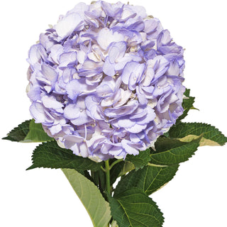 Lavender Painted Hydrangeas Lavender flowers - fresh-cut flowers by Bloomingmore - ideal for weddings and floral events
