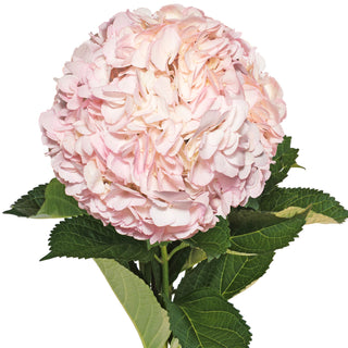 Light Pink Painted Hydrangeas Pink flowers - fresh-cut flowers by Bloomingmore - ideal for weddings and floral events