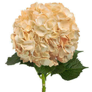 Peach Painted Hydrangeas Peach flowers - fresh-cut flowers by Bloomingmore - ideal for weddings and floral events
