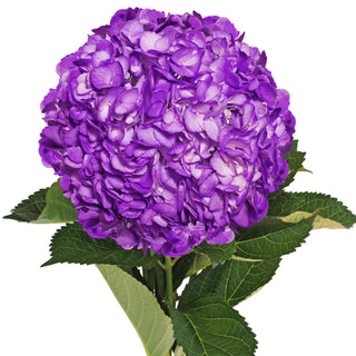 Purple Painted Hydrangeas Purple flowers - fresh-cut flowers by Bloomingmore - ideal for weddings and floral events
