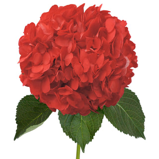 Red Painted Hydrangeas Red flowers - fresh-cut flowers by Bloomingmore - ideal for weddings and floral events