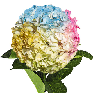 Rainbow Painted Hydrangeas Rainbow flowers - fresh-cut flowers by Bloomingmore - ideal for weddings and floral events