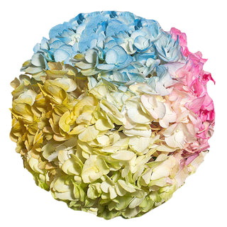 Rainbow Painted Hydrangeas Rainbow flowers - fresh-cut flowers by Bloomingmore - ideal for weddings and floral events