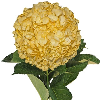 Yellow Painted Hydrangeas Yellow flowers - fresh-cut flowers by Bloomingmore - ideal for weddings and floral events