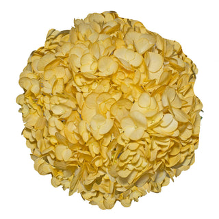 Yellow Painted Hydrangeas Yellow flowers - fresh-cut flowers by Bloomingmore - ideal for weddings and floral events
