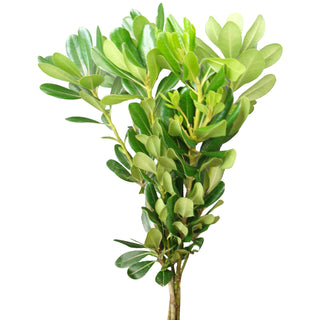 Green Pittosporum Green flowers - fresh-cut flowers by Bloomingmore - ideal for weddings and floral events