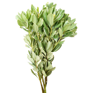 Varigated Green Pittosporum Green flowers - fresh-cut flowers by Bloomingmore - ideal for weddings and floral events