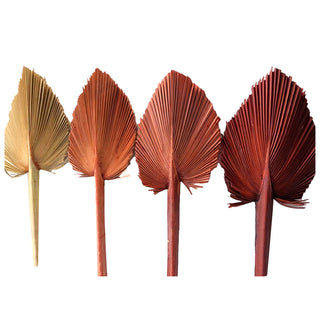 Spear Palm Fall Green flowers - fresh-cut flowers by Bloomingmore - ideal for weddings and floral events