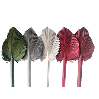 Spear Palm Christmas Green flowers - fresh-cut flowers by Bloomingmore - ideal for weddings and floral events