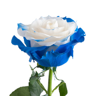 Blue Fairy Painted Roses Blue roses - fresh-cut roses by Bloomingmore - ideal for weddings and floral events
