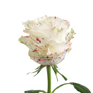 Candy Confetti Painted Roses White roses - fresh-cut roses by Bloomingmore - ideal for weddings and floral events