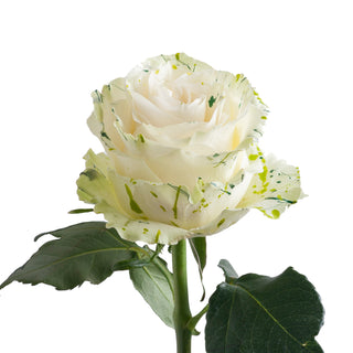 Clover Confetti Painted Roses White roses - fresh-cut roses by Bloomingmore - ideal for weddings and floral events