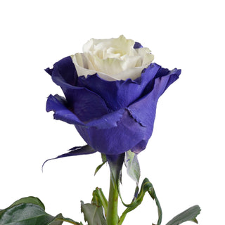 Purple Fairy Painted Roses Purple roses - fresh-cut roses by Bloomingmore - ideal for weddings and floral events