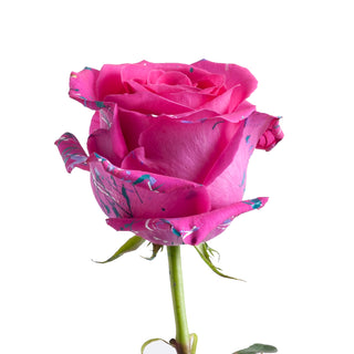 Annet Confetti Painted Roses Pink roses - fresh-cut roses by Bloomingmore - ideal for weddings and floral events