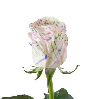 Sugar Mom Confetti Painted Roses Pink roses - fresh-cut roses by Bloomingmore - ideal for weddings and floral events