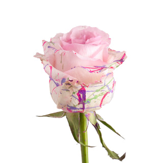 Mom Confetti Painted Roses Pink roses - fresh-cut roses by Bloomingmore - ideal for weddings and floral events