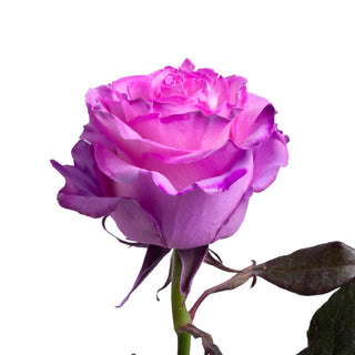 Layla Painted Roses Purple roses - fresh-cut roses by Bloomingmore - ideal for weddings and floral events