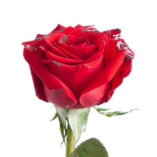 Xmas Confetti Painted Roses Red roses - fresh-cut roses by Bloomingmore - ideal for weddings and floral events