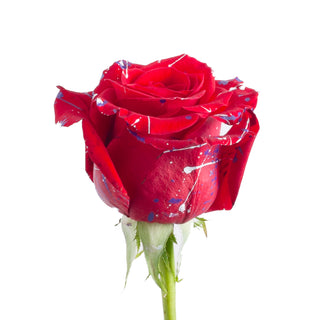 Love Confetti Painted Roses Red roses - fresh-cut roses by Bloomingmore - ideal for weddings and floral events