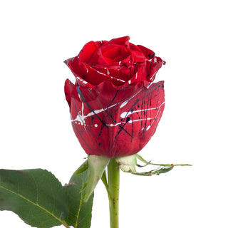 Patriot Confetti Painted Roses Red roses - fresh-cut roses by Bloomingmore - ideal for weddings and floral events