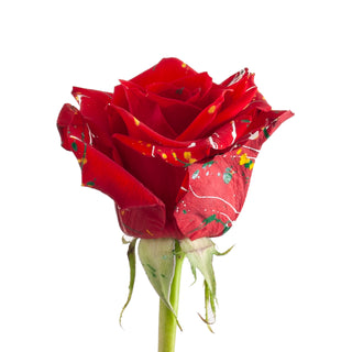 Carrie Confetti Painted Roses Red roses - fresh-cut roses by Bloomingmore - ideal for weddings and floral events
