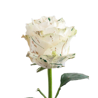 Patrick Confetti Painted Roses Green roses - fresh-cut roses by Bloomingmore - ideal for weddings and floral events